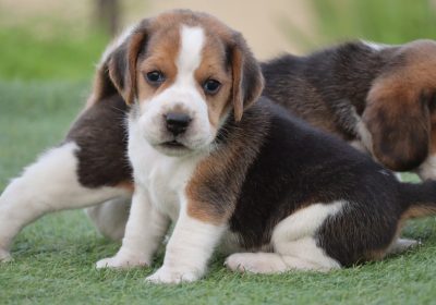 WhatsApp Image 2023-09-13 at 4.04.40 PM